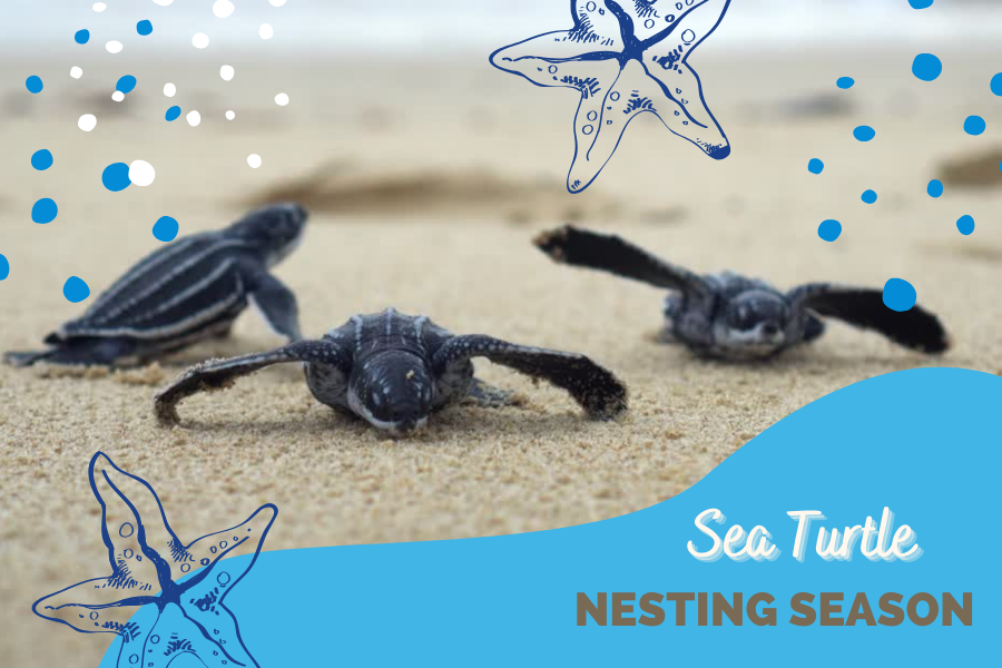 Sea Turtle Nesting Season Begins Conservation Efforts and Public Awareness Key in Surfside