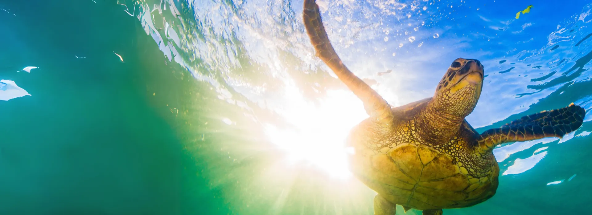 Sea Turtle Nesting Season Begins: Surfside Residents Urged to Follow Lighting Rules