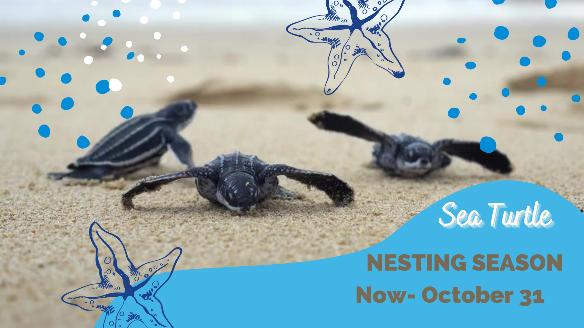 Sea Turtle Nesting Season