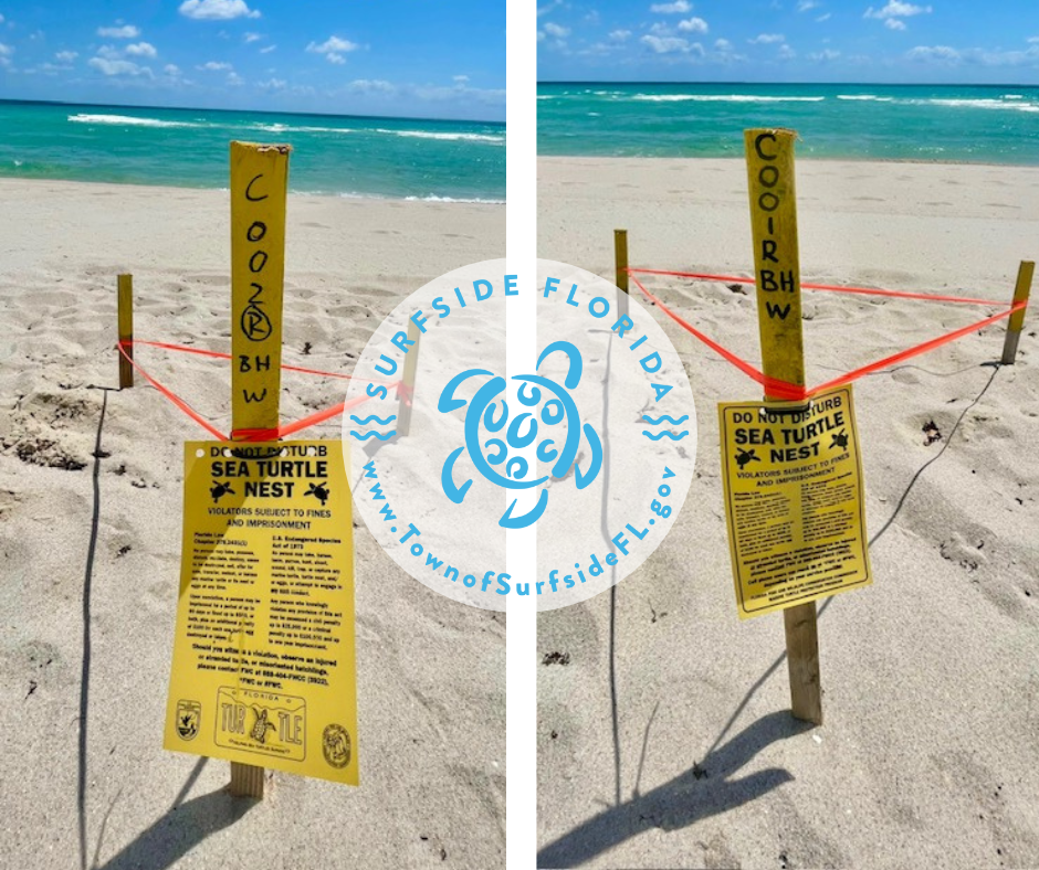 Surfside Welcomes First Turtle Nests of the Season